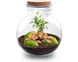Terrarium - Teddy bonsai - ↑ 26,5 cm - Ecosysteem plant - Kamerplanten - DIY planten terrarium - Mini ecosysteem