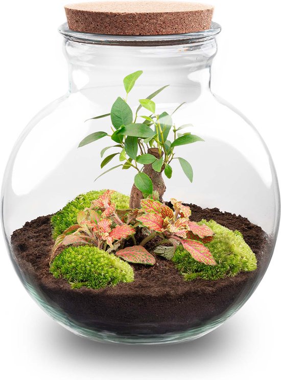 Terrarium - Teddy bonsai - ↑ 26,5 cm - Ecosysteem plant - Kamerplanten - DIY planten terrarium - Mini ecosysteem
