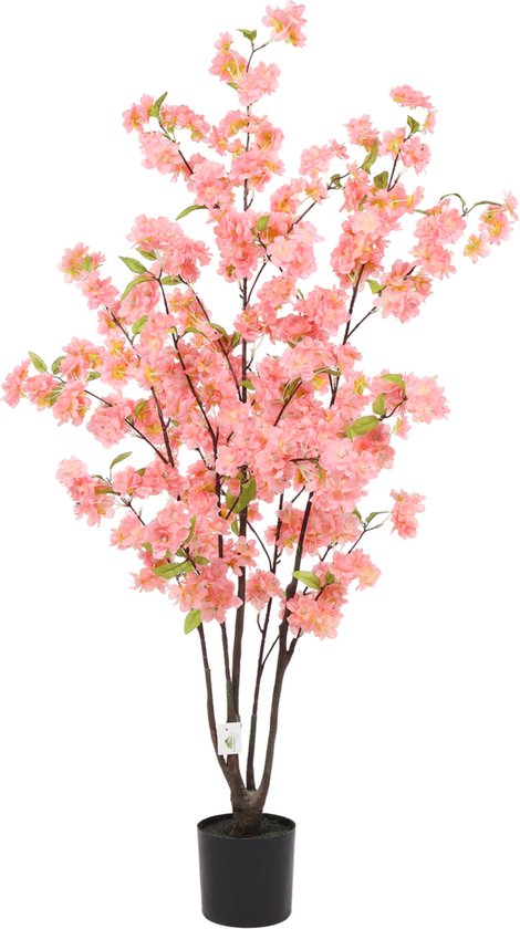 Zoete kers: Prunus avium | Voedselbos Emmeloord