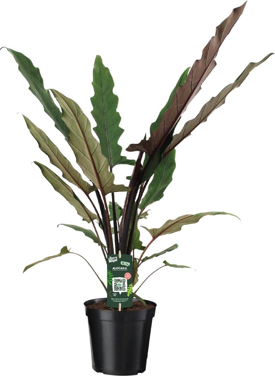 Alocasia lauterbachiana kopen