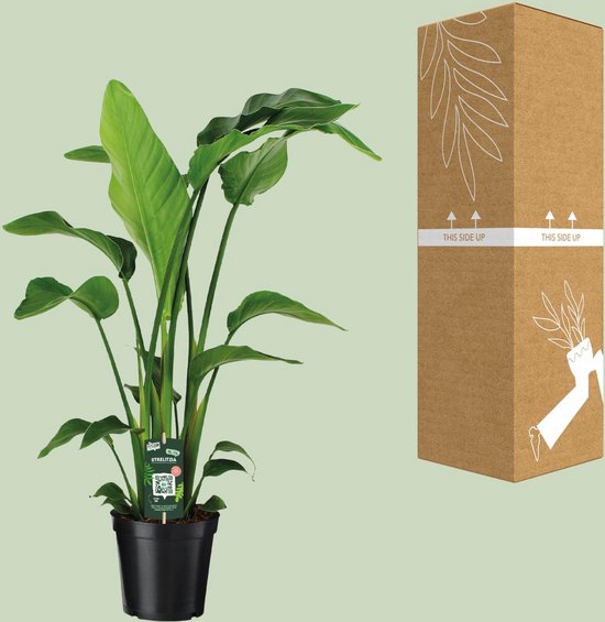 Green BoutiQ - Green is... Kamerplanten - Stelitzia Nicolai - Paradijsvogelbloem