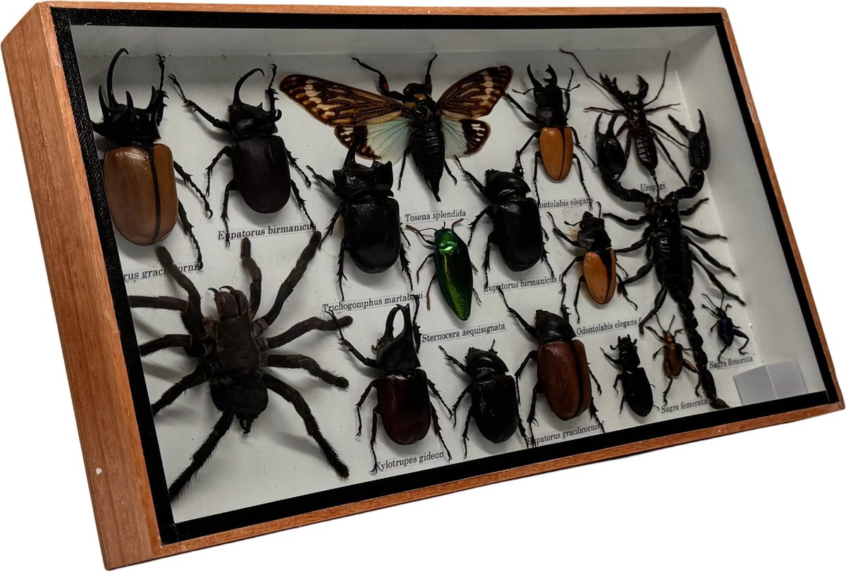 Western Deco - Insecten box Assorti horizontaal - Tosena Splendida – Opgezette Insecten - 36x20 cm - #5