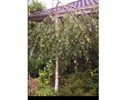 Betula pend. 'Youngii' - Treurberk, Prieelberk, Paraplu Treurberk 12/14 cm stamomtrek - Hoogstam in pot