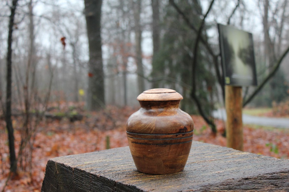 Mangohouten urn de Peel