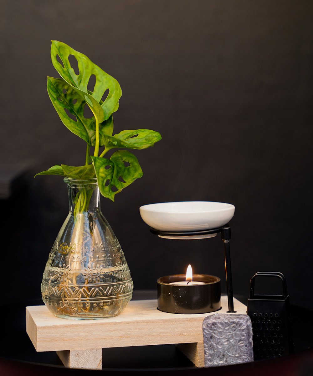 Intenz Wellness Box | 25cm | Monstera Adansonii | Cadeau