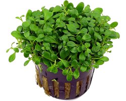 Moerings Glossostigma Elantinoides | Australisch dwergkruid | in 5 cm pot