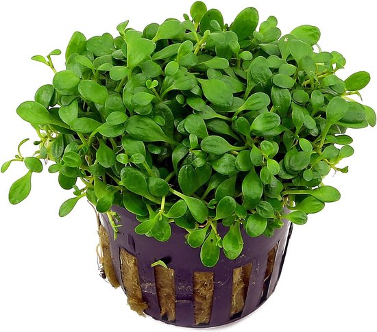 Moerings Glossostigma Elantinoides | Herbe naine australienne | en pot de 5 cm