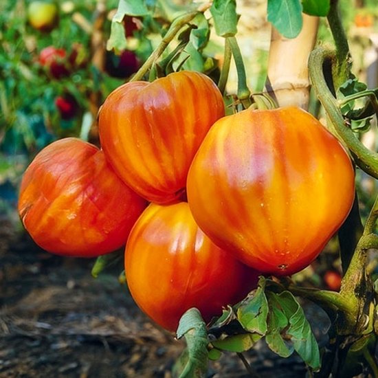 Vleestomaat Coeur de Boeuf Striped