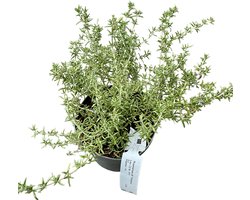Rosmarinus officinalis Prostratus Group - Rozemarijn, Kruiprozemarijn 20 - 30 cm in pot