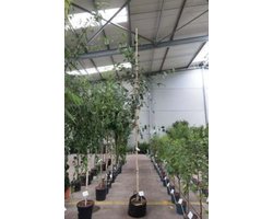 Betula utilis 'Doorenbos' - Zilverberk, Witte Berk, Jacquemontiberk, Himalaya Berk 8/10 cm stamomtrek - Hoogstam in pot