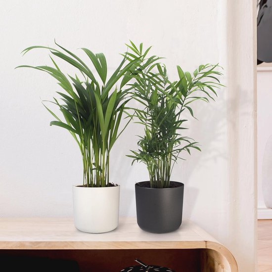 Want to buy Yucca ↑ 80 cm ⌀ 17