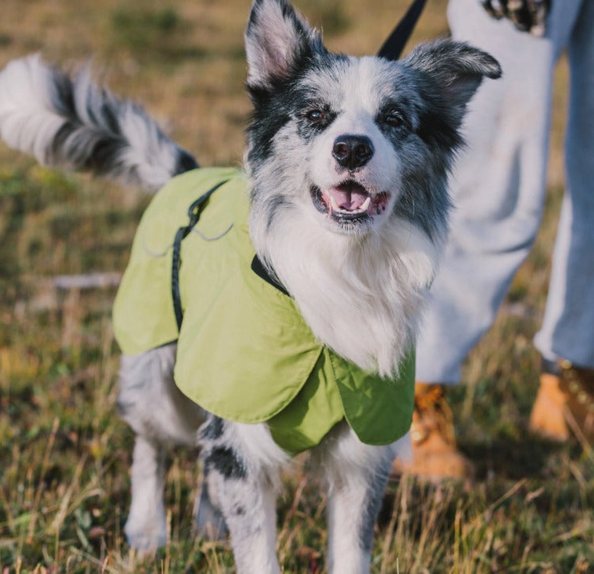 Cavlicious® Blackdoggy honden regenjas - lichtgewicht - topkwaliteit - kakigroen - M