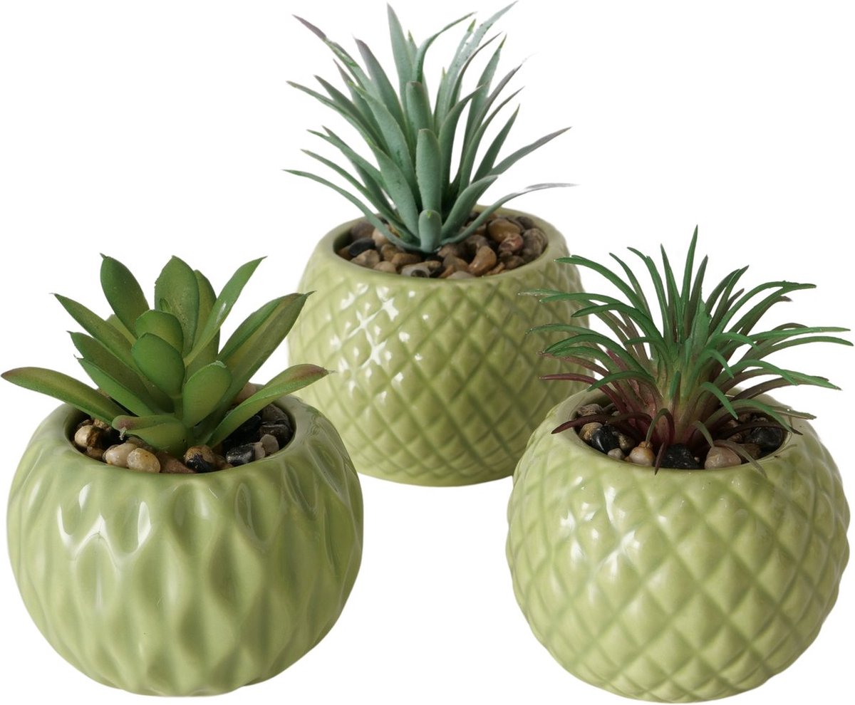 3 vet plantjes in groene stenen potjes