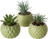 3 vet plantjes in groene stenen potjes