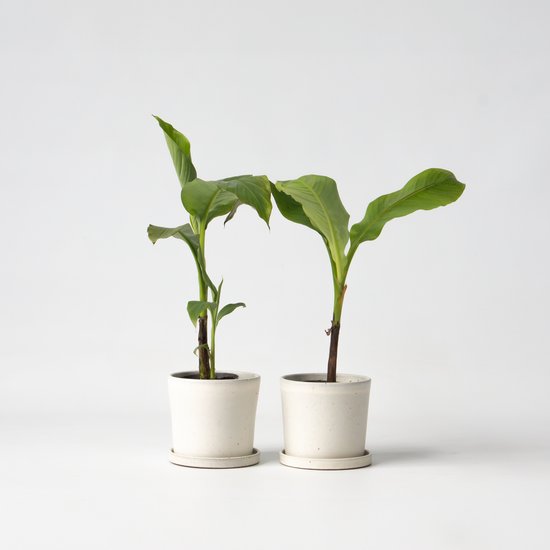 Twee jonge bananenplanten met grote groene bladeren in witte potten.