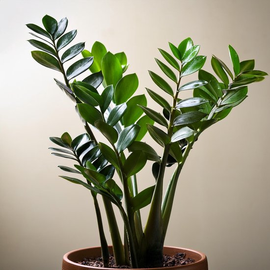 Plant in a Box - Zamioculcas Zamiifolia- ZZ plant - Zeer gemakkelijke te verzorgen groene kamerplant - Glanzende veervormige bladeren - Pot 17cm - Hoogte 55-65cm