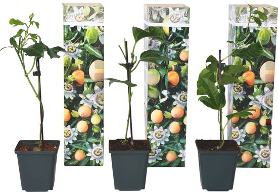 fertilizer sticks for indoor plants GreenStix Fertilizer Sticks For Plants
