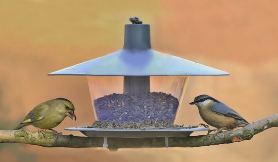 Blauwgrijs vogelvoederhuisje met een groenling en een boomklever op de rand.