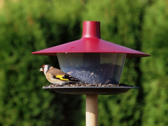 Goudvink op een rood vogelvoederhuisje met transparante bak.
