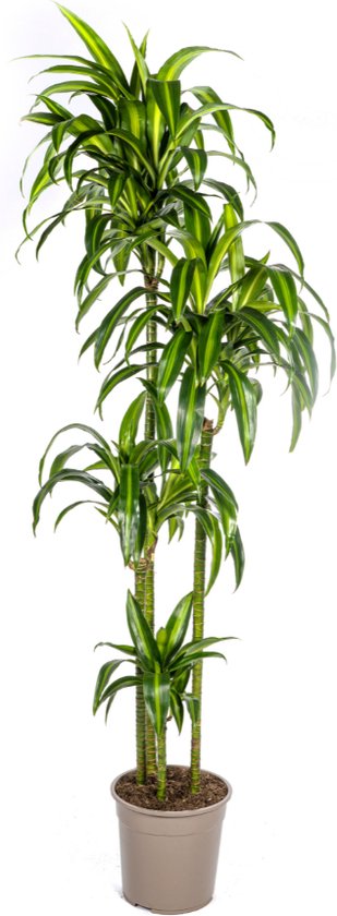 Goudpalm, Drakenbloedboom, Tropische, Groene Kamerplant, Mix van Geel/Groen Smalle Bladeren, Dracaena Deremensis Hawaiian Sunshine Ø27cm - 180cm