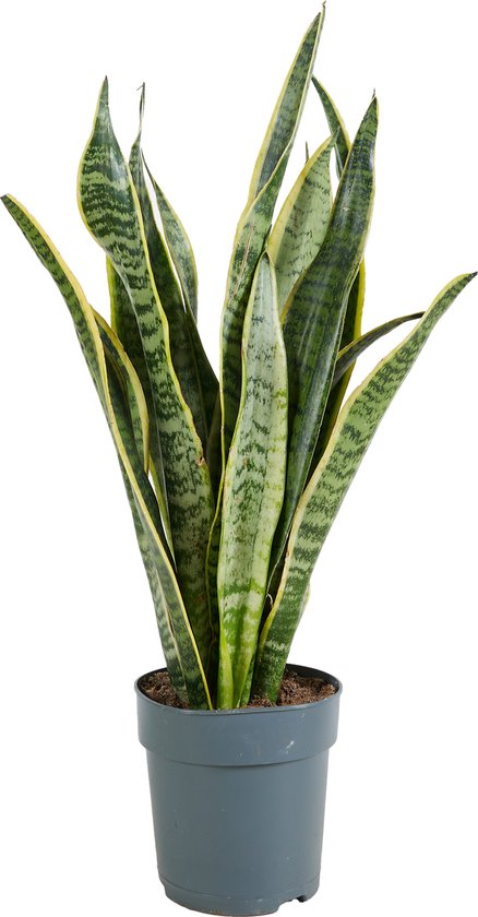 Sansevieria 'Laurentii' – Vrouwentong – Succulent