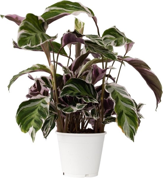 Calathea Fusion White