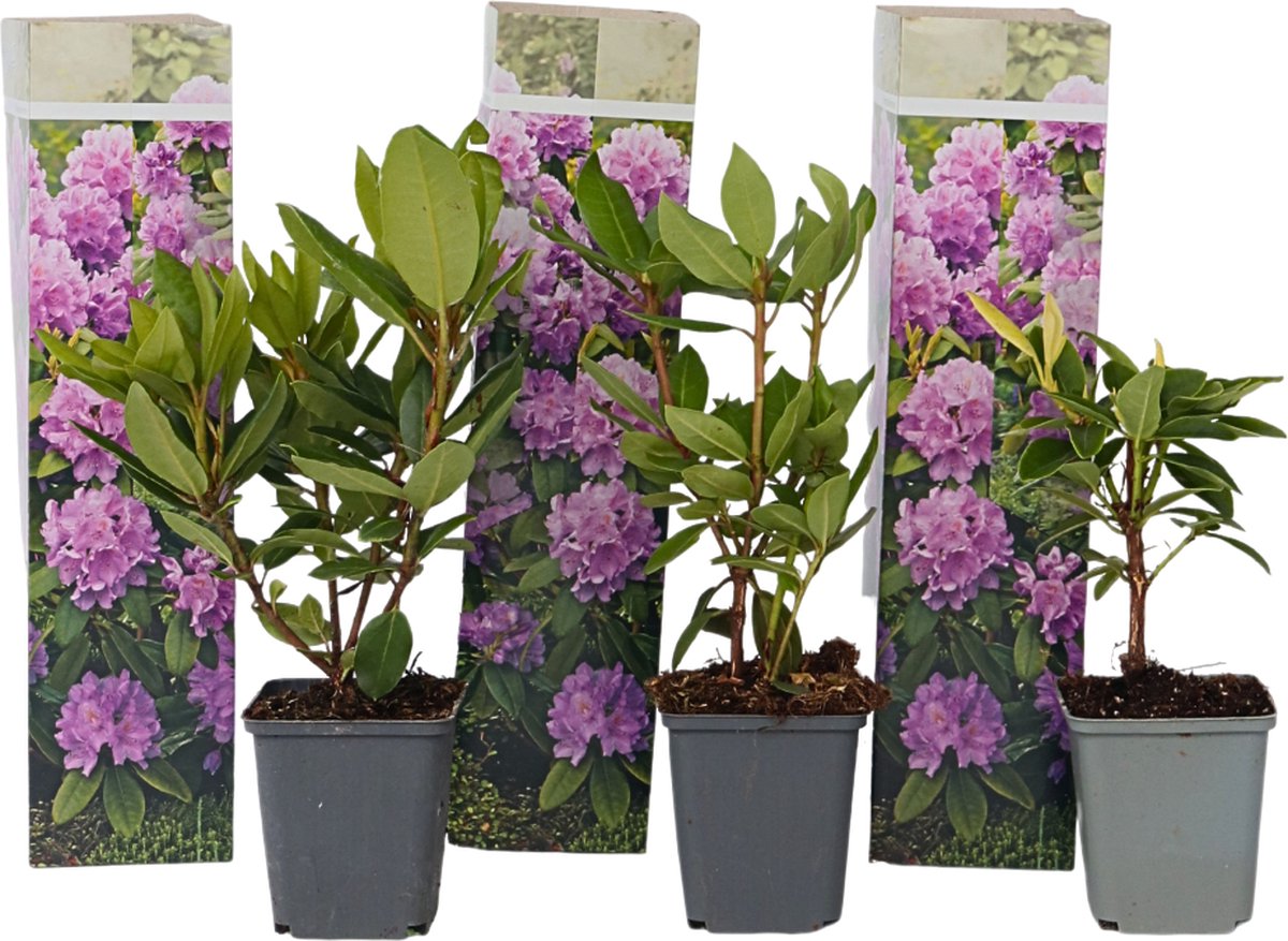 Plant in a Box - Rhododendron Catawbiense purple - paarse Rhodo - Winterharde planten - Paars - Pot 9cm - Hoogte 25-40cm