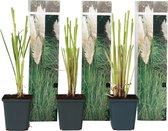 Plant in a Box - Set de 3 Graminées de Pampa à panaches blancs - Panaches espagnols - Pot ⌀ 9cm - Hauteur ↕ 20-30cm