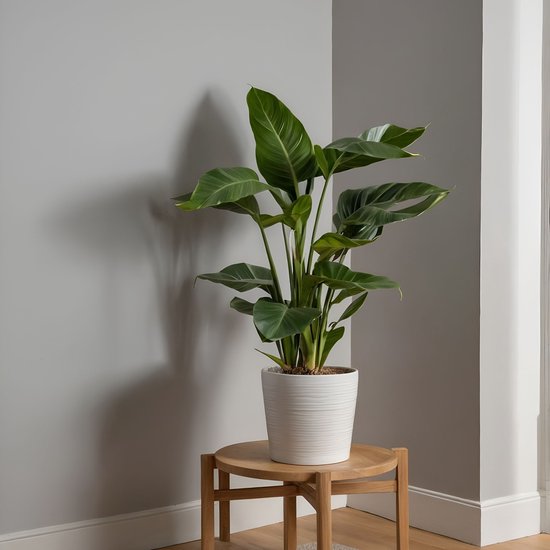 Grote Strelitzia Nicolai plant in een witte pot op een houten bijzettafel in een hoek met grijze muren.