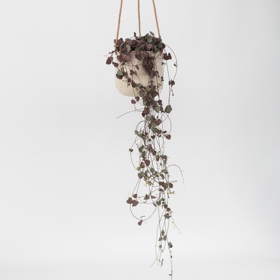 Senecio herta hangplant met hartvormige bladeren in een crèmekleurige pot.