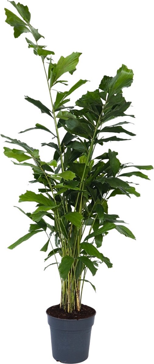 Plant in a Box - Caryota mitis - Groene kamerplant - Pot 27cm - Hoogte 120-130cm