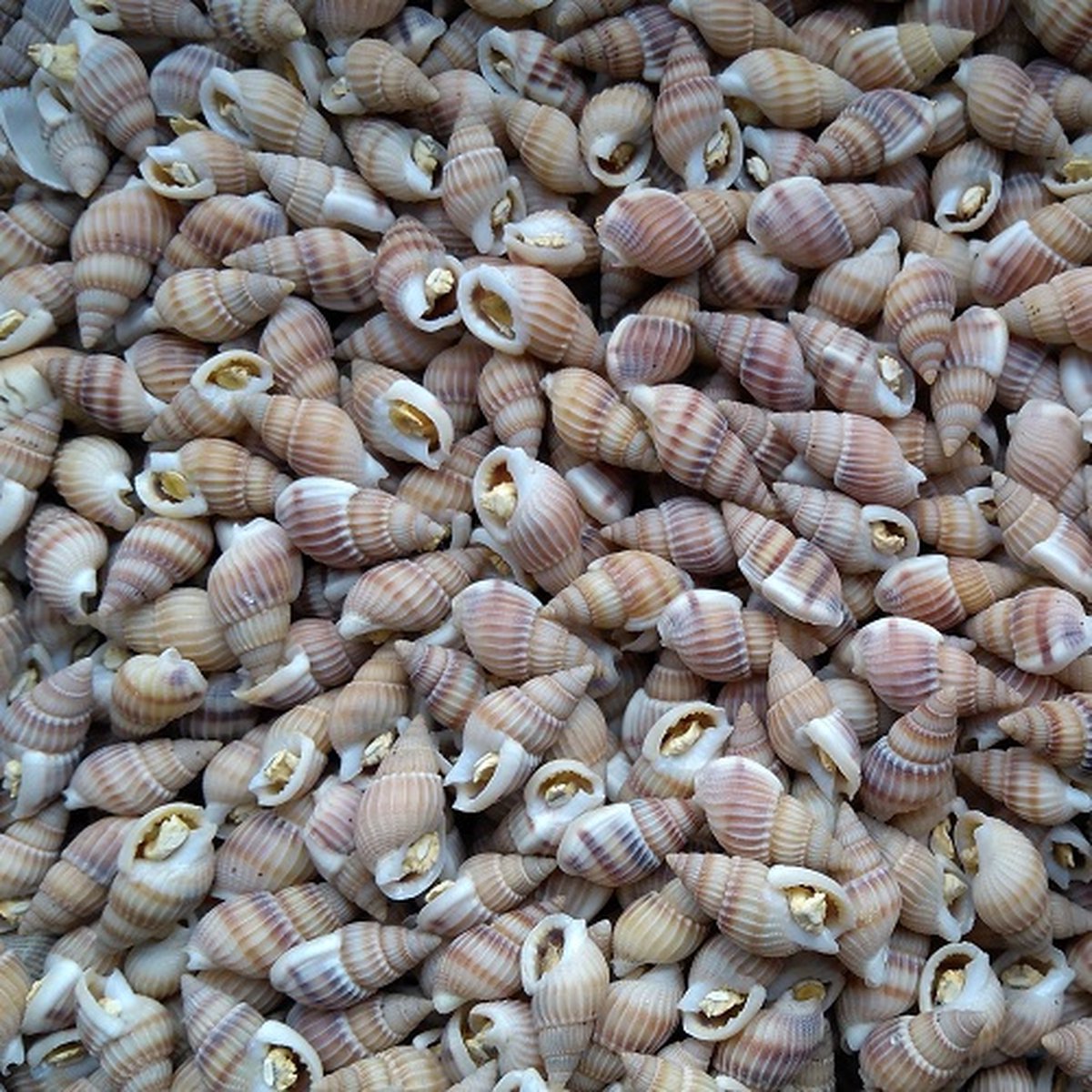 Oswalt - Slakken - 500 ml - Visvoer voor kogelvissen - gedroogd - visvoer