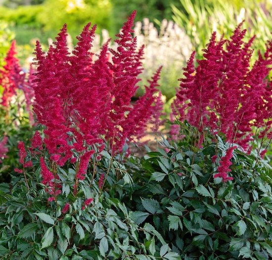 Pluimspirea 'Fanal' (Astilbe Fanal) - Spriraea (Potplant) - Spierstruik - Vaste planten - Bijen-Vlinders - Bodembedekkers - Zomerbollen
