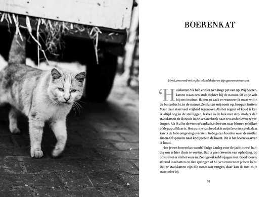 Grijswitte boerenkat loopt naar links, met tekst over boerenkatten.