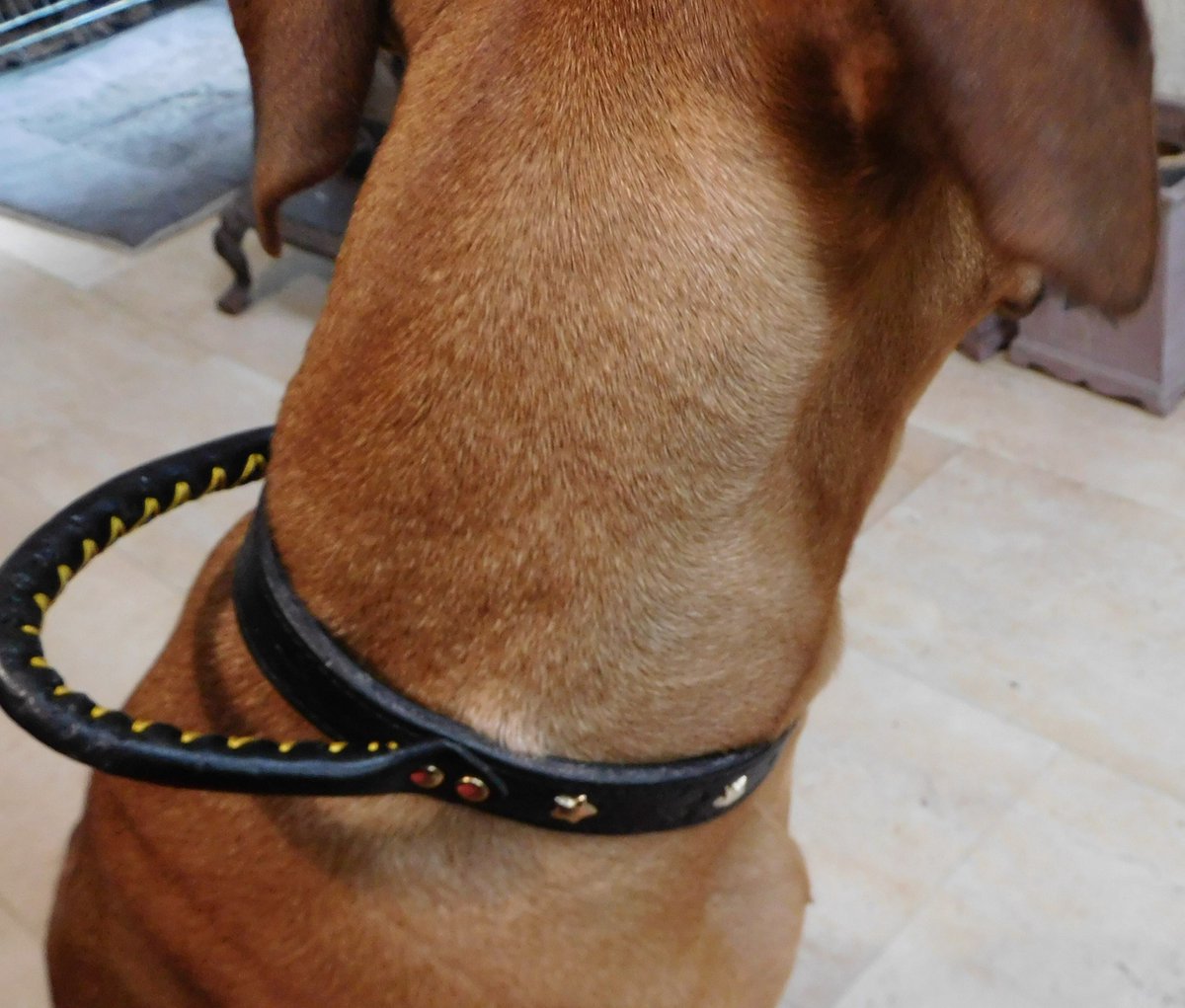 Hetty'S - Stoere hondenhalsband - Maat M - kleur zwart - Met handgreep
