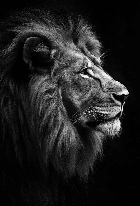 Affiche Lion | Zwart- Wit Poster | Animaux Poster | Puissance Poster | Animaux sauvages Poster | Affiche Safari | Photographie Affiche | Roi Poster | 51x71cm | KMD | Décoration murale | Affiche murale | Convient pour l'encadrement