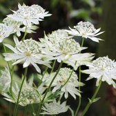 6 x Astrantia Major - Zeeuws Knoopje Pot 9x9 cm - Stervormige Witte Bloemen