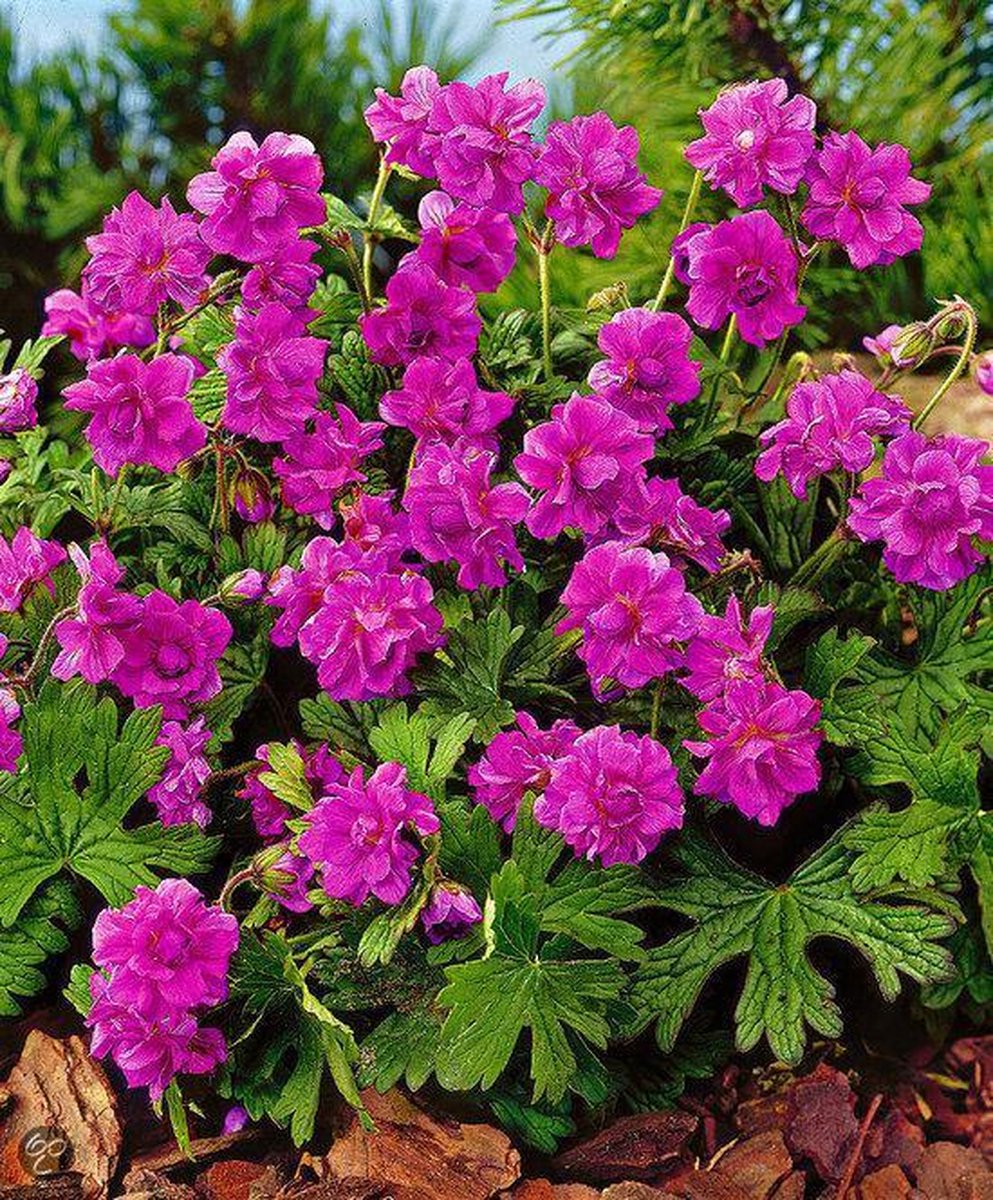 Winterharde geranium 'Birch Double' 3 stuks