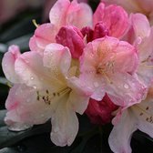 Rhododendron 'Percy Wiseman' - 40-50 cm pot: Crèmekleurige bloemen met een roze blos.