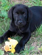 Black Labrador Puppy Calendar Notebook