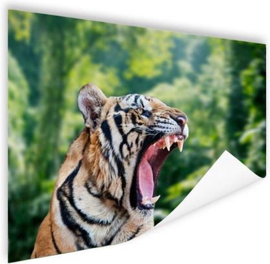 Poster Tigre rugissant dans la forêt 150x75 cm - Tirage photo sur Poster (décoration murale salon / chambre) / Poster Animaux