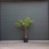 Palmier éventail chinois - Trachycarpus Fortunei 60 cm de hauteur de tronc