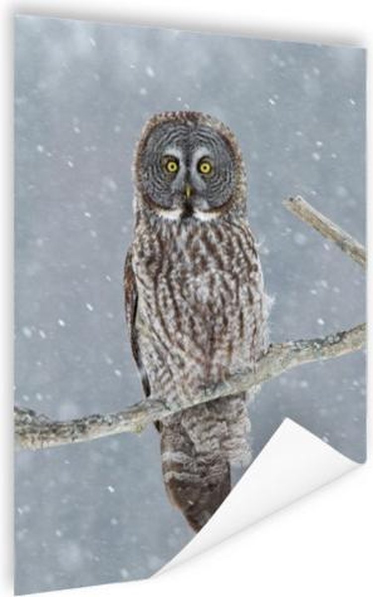 Poster Uil in de sneeuw - 90x120 cm