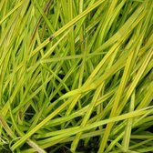 6 x Carex elata 'Aurea' - Stijve zegge - pot 9 x 9 cm - Levendige Gouden Schoonheid