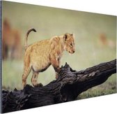 Jeune lion au Kenya Aluminium 180x120 cm - Tirage photo sur Aluminium (décoration murale métal) XXL / Groot format!