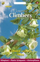 Buzzy  Flowering Climbers Cobaea Bloemzaad - Wit