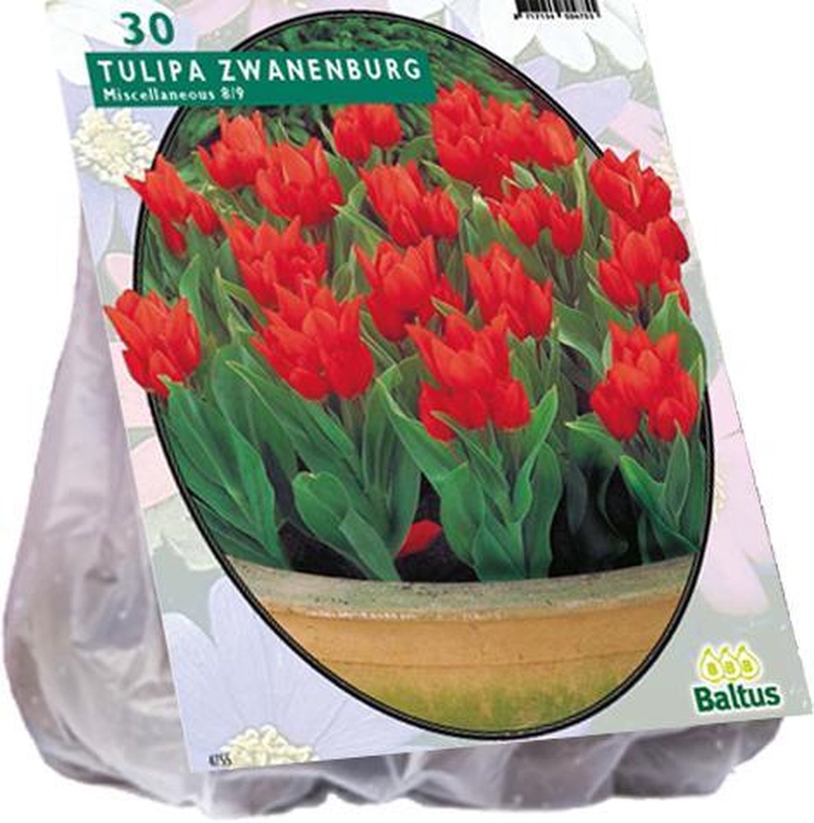 Bloembol Tulipa Praetens Zwanenburg - 1 x 30 stuks
