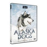 Alaska Dogs
