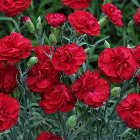 6 x Dianthus 'Heidi' - Grasanjer pot 9x9cm