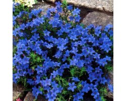 6x Lithodora Diffusa 'Heavenly Blue' - Steenzaad pot 9x9cm, bodembedekkend en rijk aan kleur